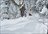Summit Ski Furano Day Guiding