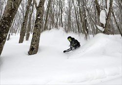 Tohoku Escape