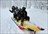Ski Yamagata for Beginners
