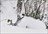 Niseko Zen Guided Day Tours