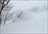 Tohoku Private Guided Tour