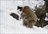 Nagano Powder Chaser